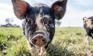 Stay on a farm in Devon