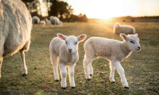 Easter lambs