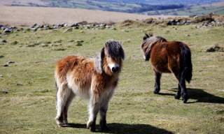 Dartmoor Ponies