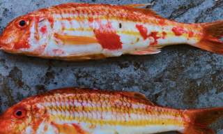 Plymouth Seafood Discovery Trail