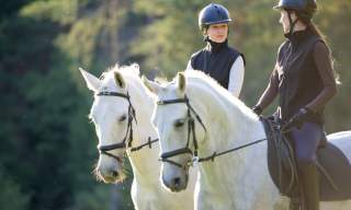 Two people wearing helmets and vests ride white horses in a sunlit forest. They face each other, appearing engaged in conversation. Calm and serene setting.