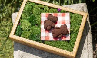 Boringdon Hall Launches Whimsical 'Teddy Bear Afternoon Tea' for Summer