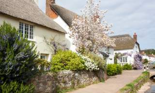 View of thatched roof cottages and a blossom tree