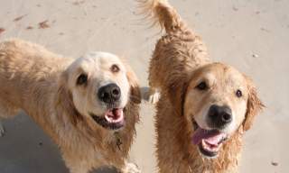 Dogs, beach, summer