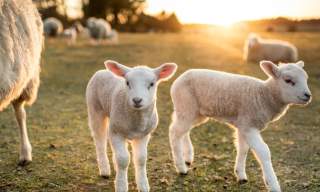 Choose a farm holiday this spring