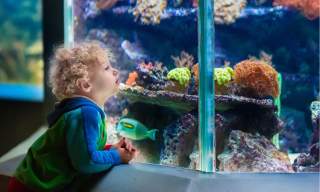 Aquarium