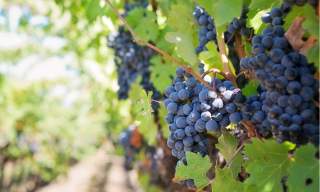 black grapes in a vineyard