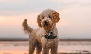 dog on a beach at sunset