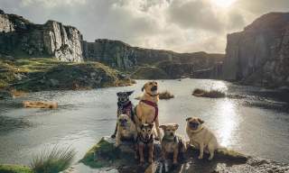 dogs posing at Foggintor Quarry, dartmoor