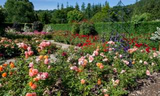 Festival of Roses RHS