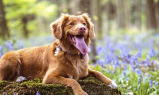 A brown dog lying down with its tongue out