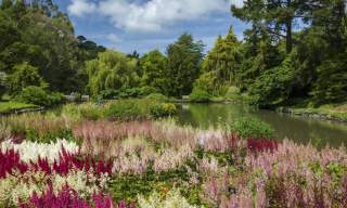 A lush green garden with a small lake, trees and purple flowers