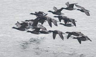 Brent Geese, Chichester Harbour