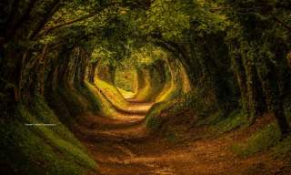 The Halnaker tree tunnel on the Halnaker Windmill Trail