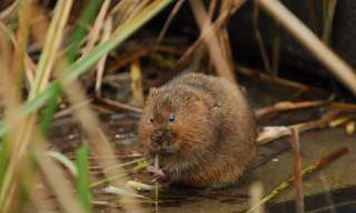 Water Vole at WWT Arundel