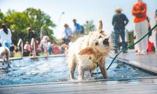a dog shakes off after a dip at goodwoof