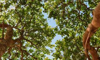 Tree Stories Project Launched by Friends of the Earth