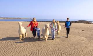 Family enjoys a walk with fluffy alpacas on the beach