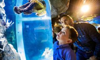 a boy and his dad looking at a sea creature in the tank