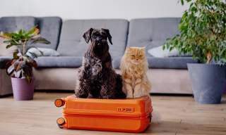 Sort hund og lysebrun katt sitter på en oransje koffert i en stue