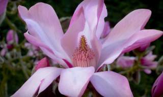 Savill Garden, Magnolia, Spring