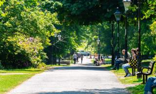 Walkway in Palmerston Park with trees either side