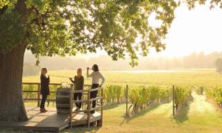 Denbies Wine Estate