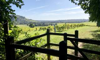 Denbies Hillside