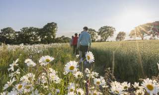 A group walk through a wildflower meadow, with white daisies in shot in Pevensey castle, Sussex