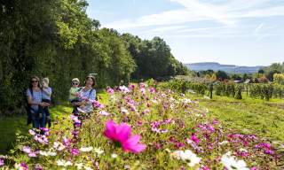 Ideas for Mother's Day in Sussex