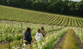 Rathfinny vineyard