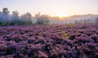 A morning misty view of purple heather on stedham common