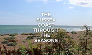 The Sussex Coast through the seasons