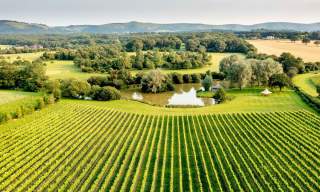Albourne Vineyard