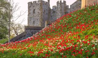 Arundel Castle Gardens wins the 2025 Historic Houses Garden of the Year Award