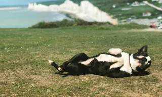 small black dig rolling on grass, in the background are white cliffs