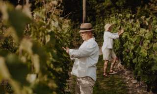 Drueplukking på Voie vin