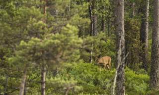 A moose calf walking in forest surroundet by trees