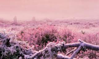 rosa frost på bakken