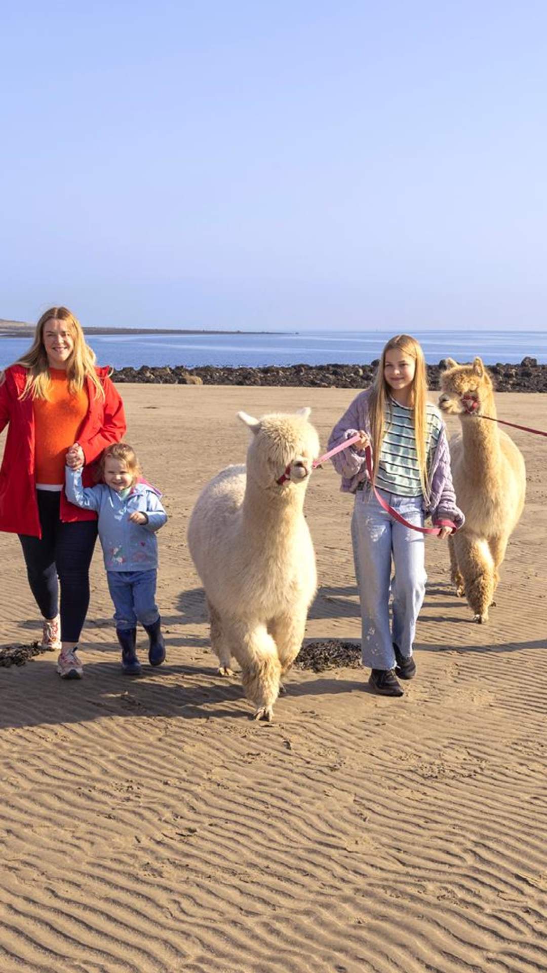 Family enjoys a walk with fluffy alpacas on the beach