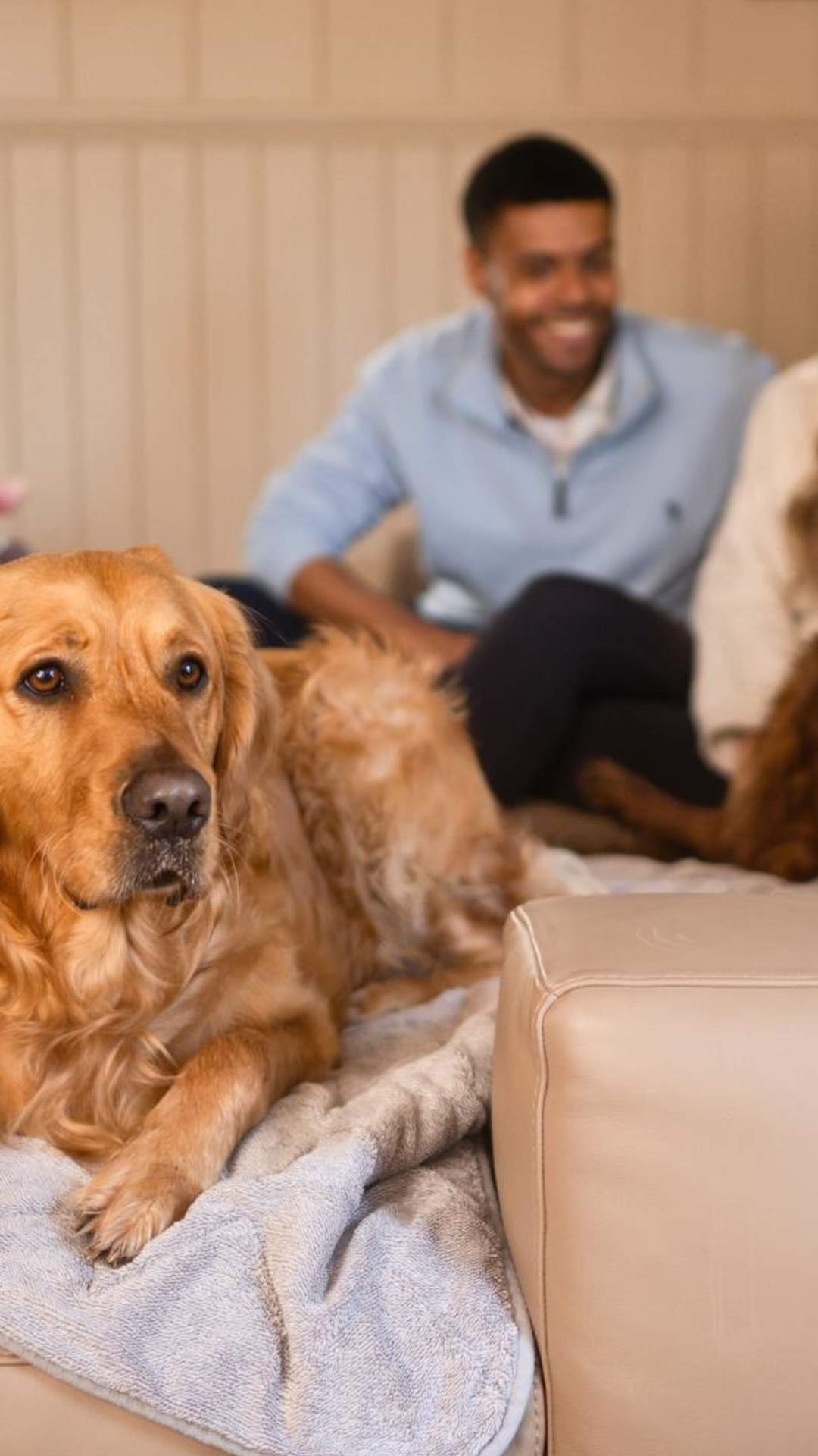 Golden retriever sits on the sofa, while a couple play with another dog in the background