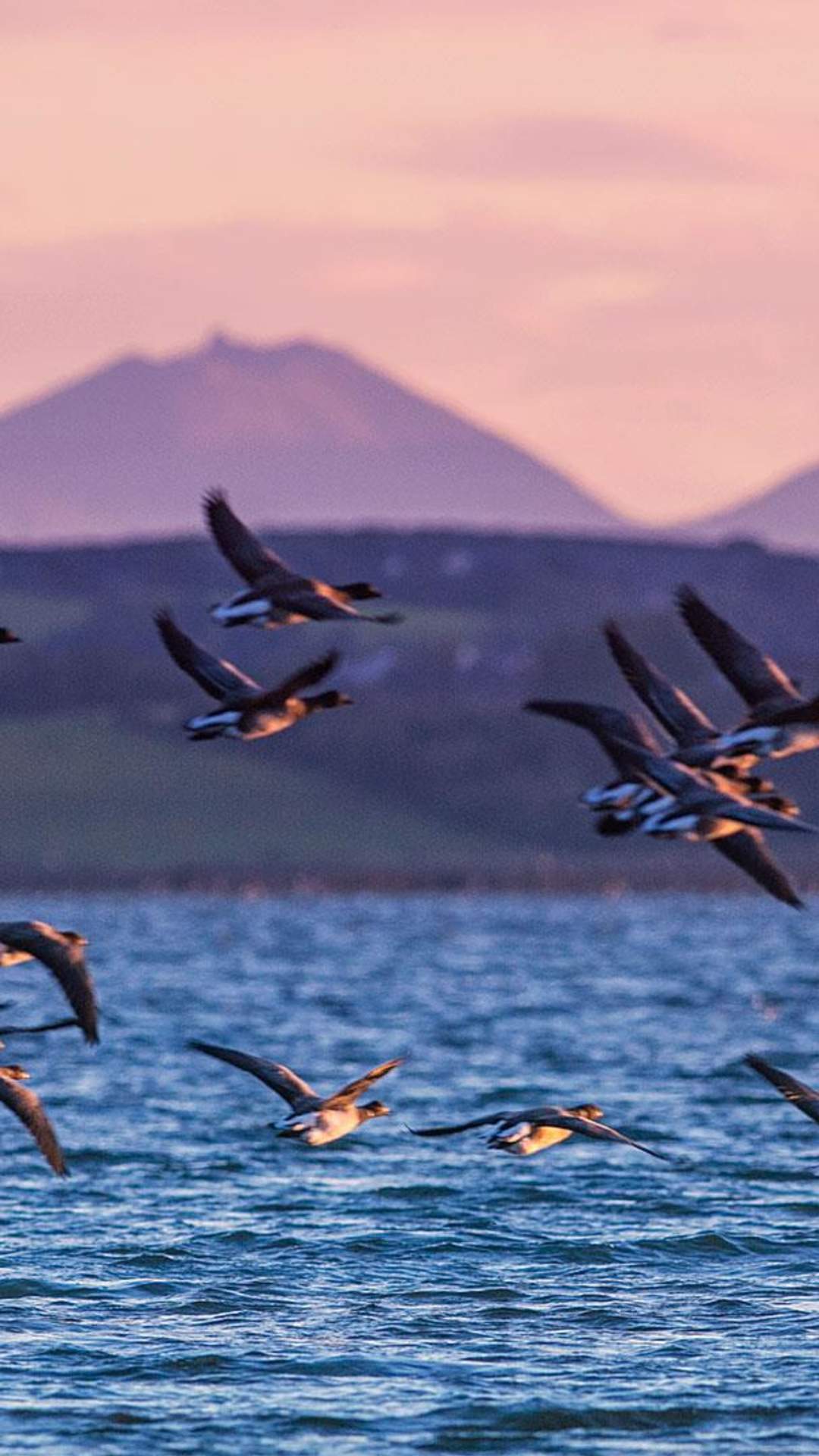 Brent Geese flying low over Strangford Lough with hills in the background
