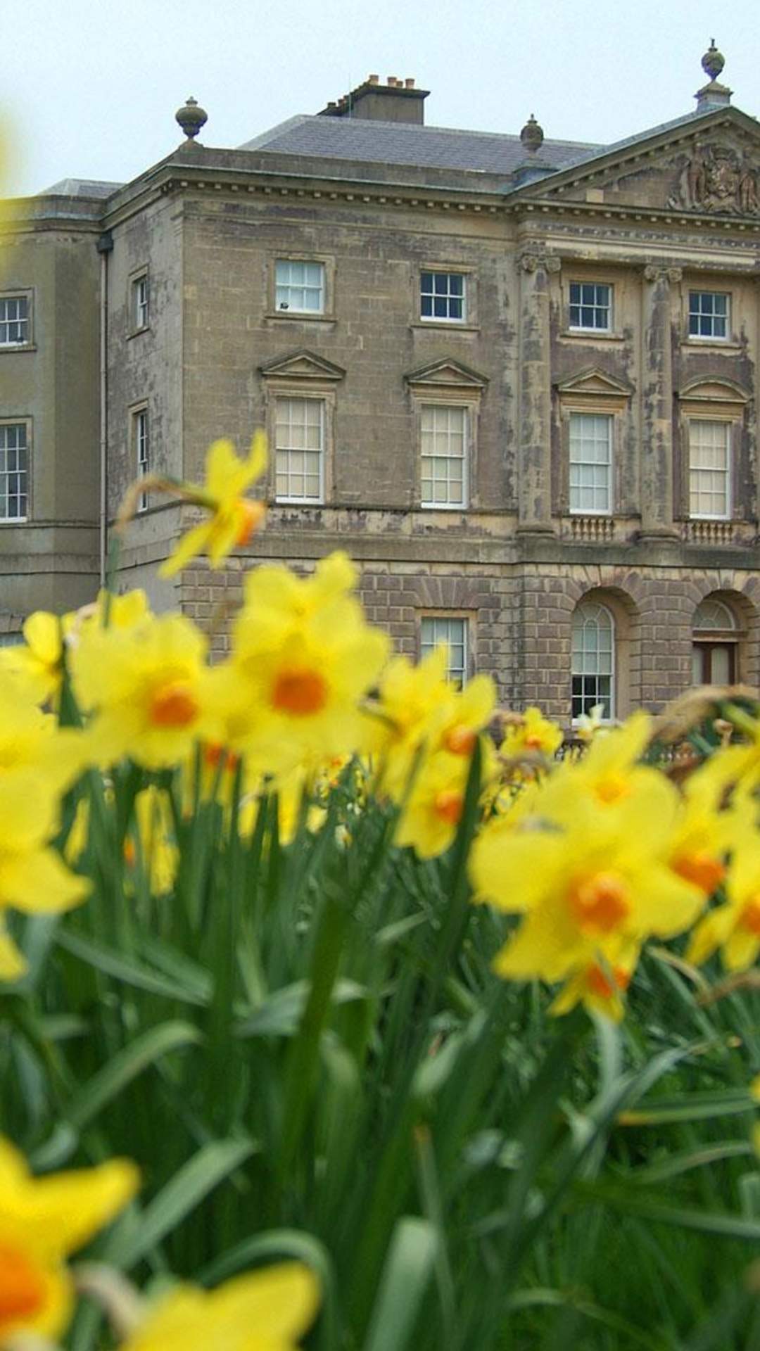 Castle Ward in Spring with daffodils in the foreground.
