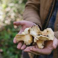 Fall Mushroom Foraging