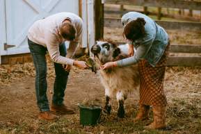 Cupcakes, Cows & Kisses: A Highland Cow Valentine’s Experience at Scarlet Springs Farm