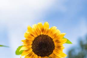Summer of Sunflowers