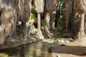 Andreas Canyon Hike: Complete Guide to the Lush Oasis in Indian Canyons