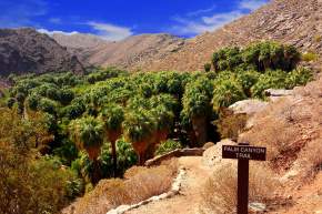 Palm Canyon: Exploring the World's Largest Reserve of Desert Fan Palms
