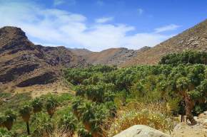 Explore the Beauty of Lower Palm Canyon: A Family-Friendly 3-4 Mile Hike