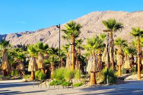 Discover the Palm Springs Downtown Park